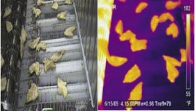 Как используют тепловизионные камеры в пищевой промышленности